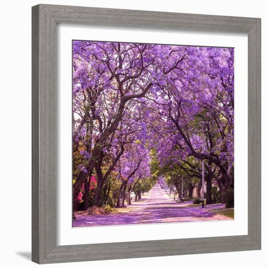 Street of Beautiful Violet Vibrant Jacaranda in Bloom. Tenderness. Romantic Style. Spring in South-Dendenal-Framed Photographic Print