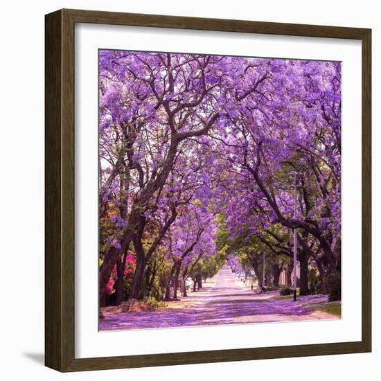 Street of Beautiful Violet Vibrant Jacaranda in Bloom. Tenderness. Romantic Style. Spring in South-Dendenal-Framed Photographic Print