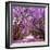 Street of Beautiful Violet Vibrant Jacaranda in Bloom. Tenderness. Romantic Style. Spring in South-Dendenal-Framed Photographic Print