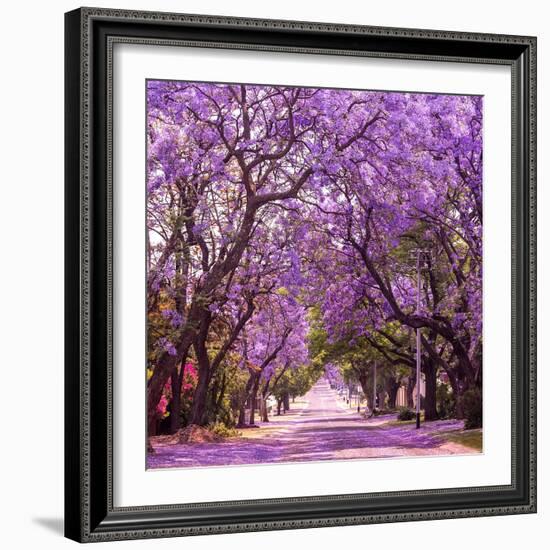 Street of Beautiful Violet Vibrant Jacaranda in Bloom. Tenderness. Romantic Style. Spring in South-Dendenal-Framed Photographic Print