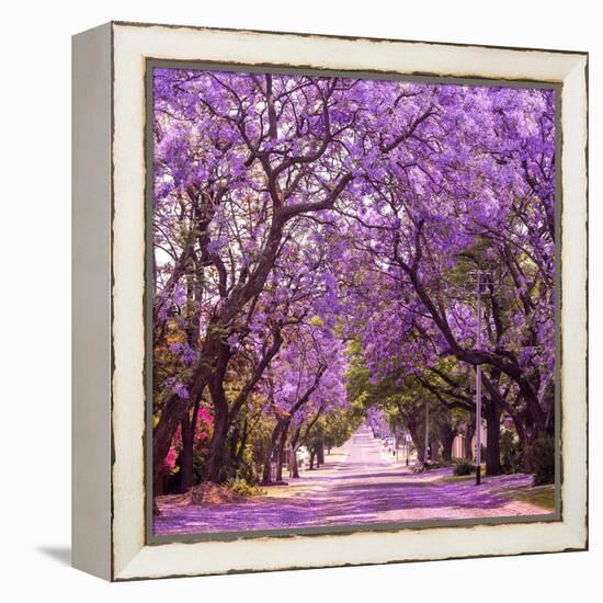 Street of Beautiful Violet Vibrant Jacaranda in Bloom. Tenderness. Romantic Style. Spring in South-Dendenal-Framed Stretched Canvas