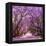 Street of Beautiful Violet Vibrant Jacaranda in Bloom. Tenderness. Romantic Style. Spring in South-Dendenal-Framed Stretched Canvas