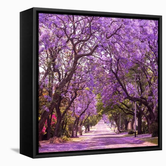 Street of Beautiful Violet Vibrant Jacaranda in Bloom. Tenderness. Romantic Style. Spring in South-Dendenal-Framed Stretched Canvas