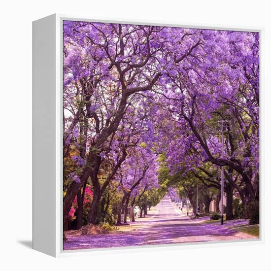 Street of Beautiful Violet Vibrant Jacaranda in Bloom. Tenderness. Romantic Style. Spring in South-Dendenal-Framed Stretched Canvas