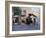 Street Scene with Horse Drawn Carriages, Rawalpindi, Punjab, Pakistan-David Poole-Framed Photographic Print