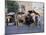 Street Scene with Horse Drawn Carriages, Rawalpindi, Punjab, Pakistan-David Poole-Mounted Photographic Print