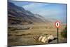 Street Sign on the Shore of the Dead Sea, Israel-null-Mounted Photo