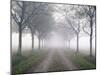 Street, Trees, Fog-Thonig-Mounted Photographic Print