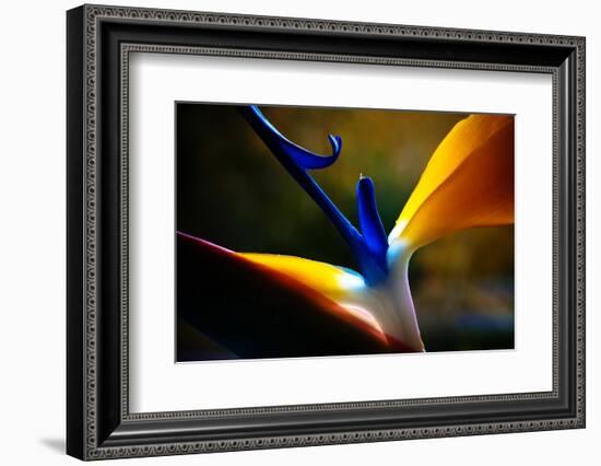 Strelicium Flower Closeup Macro-coka-Framed Photographic Print