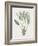 Strelitzia Regina-Pierre Joseph Redoute-Framed Giclee Print