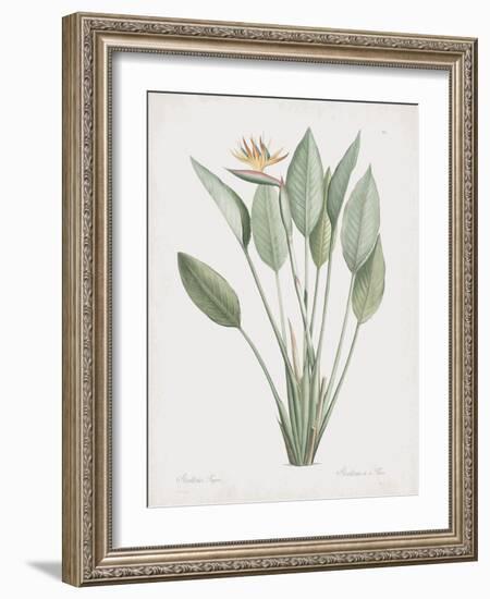 Strelitzia Regina-Pierre Joseph Redoute-Framed Giclee Print