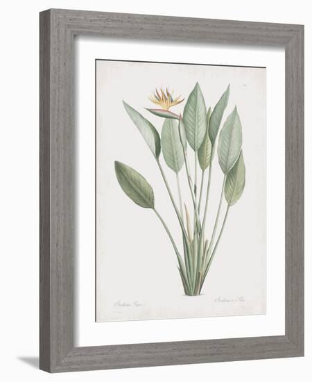 Strelitzia Regina-Pierre Joseph Redoute-Framed Giclee Print