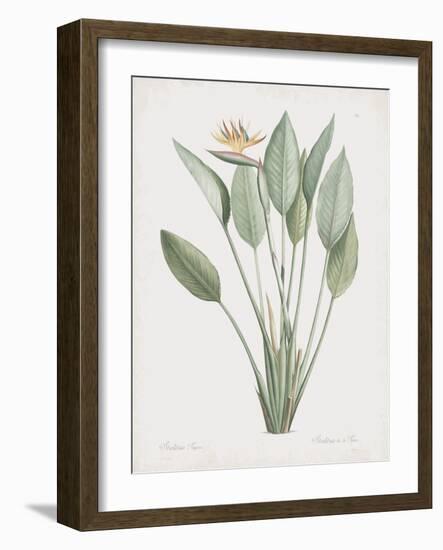 Strelitzia Regina-Pierre Joseph Redoute-Framed Giclee Print