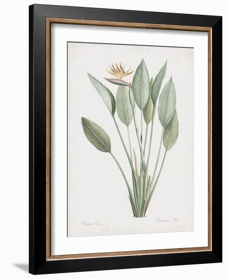 Strelitzia Regina-Pierre Joseph Redoute-Framed Giclee Print