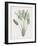 Strelitzia Regina-Pierre Joseph Redoute-Framed Giclee Print