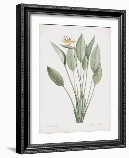 Strelitzia Regina-Pierre Joseph Redoute-Framed Giclee Print