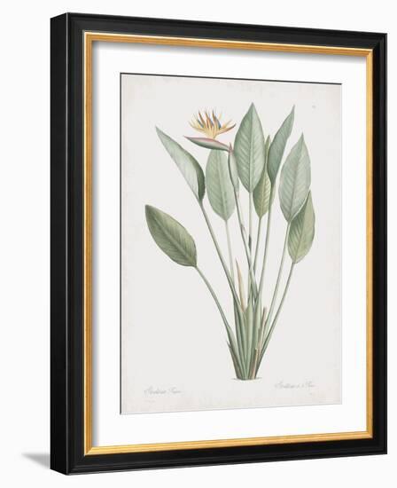 Strelitzia Regina-Pierre Joseph Redoute-Framed Giclee Print