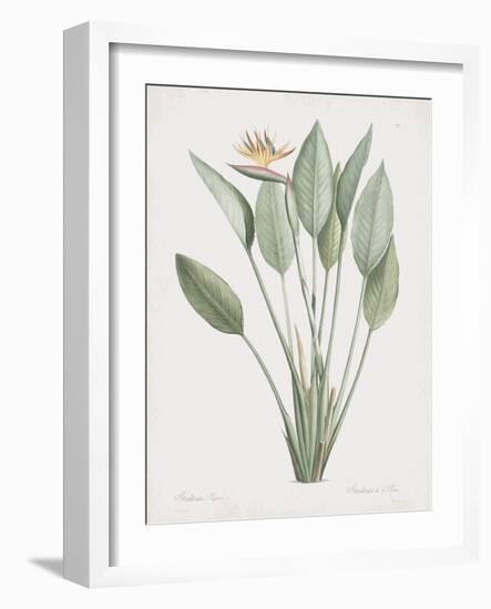 Strelitzia Regina-Pierre Joseph Redoute-Framed Art Print