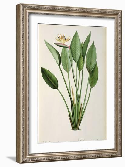 Strelitzia Reginae, from 'Les Strelitziaceae'-Pierre-Joseph Redouté-Framed Giclee Print