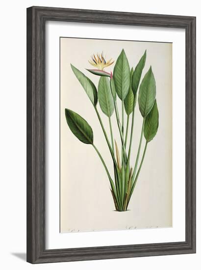 Strelitzia Reginae, from 'Les Strelitziaceae'-Pierre-Joseph Redouté-Framed Giclee Print