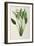 Strelitzia Reginae, from 'Les Strelitziaceae'-Pierre-Joseph Redouté-Framed Giclee Print