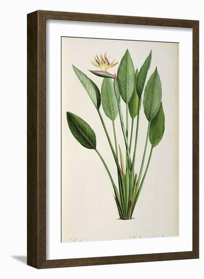 Strelitzia Reginae, from 'Les Strelitziaceae'-Pierre-Joseph Redouté-Framed Giclee Print