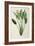 Strelitzia Reginae, from 'Les Strelitziaceae'-Pierre-Joseph Redouté-Framed Giclee Print