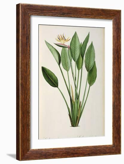 Strelitzia Reginae, from 'Les Strelitziaceae'-Pierre-Joseph Redouté-Framed Giclee Print