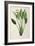 Strelitzia Reginae, from 'Les Strelitziaceae'-Pierre-Joseph Redouté-Framed Giclee Print