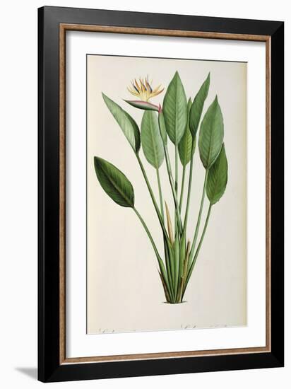 Strelitzia Reginae, from 'Les Strelitziaceae'-Pierre-Joseph Redouté-Framed Giclee Print