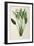 Strelitzia Reginae, from 'Les Strelitziaceae'-Pierre-Joseph Redouté-Framed Giclee Print