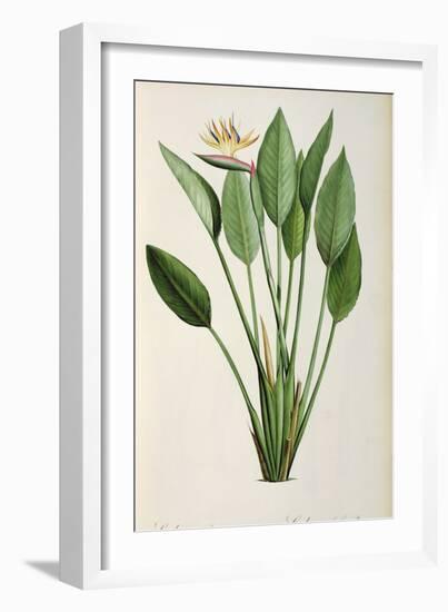 Strelitzia Reginae, from 'Les Strelitziaceae'-Pierre-Joseph Redouté-Framed Giclee Print