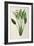 Strelitzia Reginae, from 'Les Strelitziaceae'-Pierre-Joseph Redouté-Framed Giclee Print