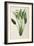 Strelitzia Reginae, from 'Les Strelitziaceae'-Pierre-Joseph Redouté-Framed Giclee Print