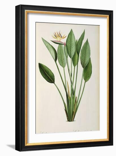 Strelitzia Reginae, from 'Les Strelitziaceae'-Pierre-Joseph Redouté-Framed Giclee Print