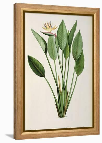 Strelitzia Reginae, from 'Les Strelitziaceae'-Pierre-Joseph Redouté-Framed Premier Image Canvas