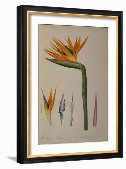 Strelitzia Reginae, from "Les Strelitziacees"-Pierre-Joseph Redouté-Framed Giclee Print