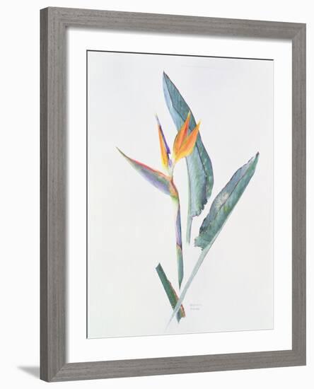 Strelizia, C.1980-Brenda Moore-Framed Giclee Print