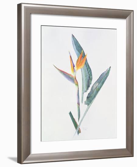 Strelizia, C.1980-Brenda Moore-Framed Giclee Print