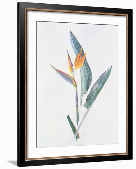 Strelizia, C.1980-Brenda Moore-Framed Giclee Print