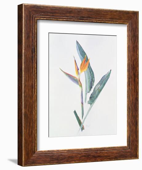 Strelizia, C.1980-Brenda Moore-Framed Giclee Print