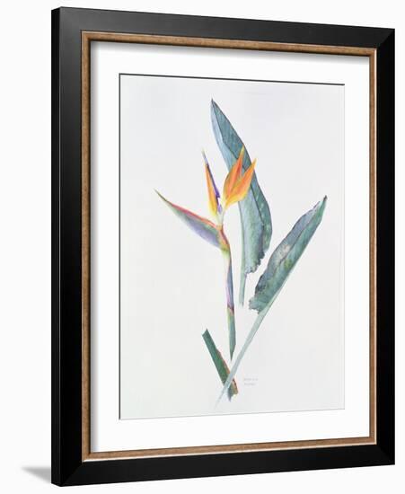 Strelizia, C.1980-Brenda Moore-Framed Giclee Print