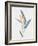 Strelizia, C.1980-Brenda Moore-Framed Giclee Print