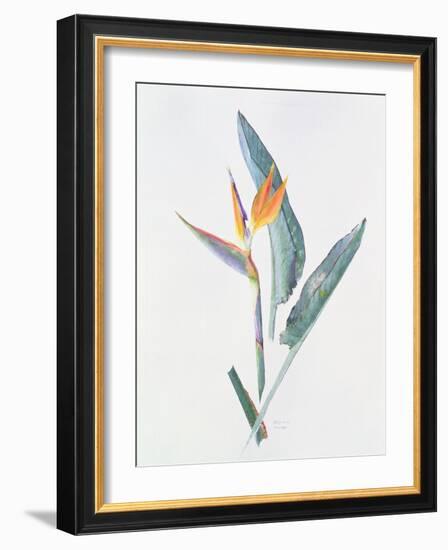 Strelizia, C.1980-Brenda Moore-Framed Giclee Print