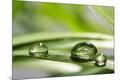 Premium Photographic Print