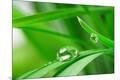Premium Photographic Print