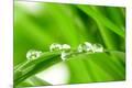 Premium Photographic Print