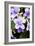 Streptocarpus Bethan Flowers-Jon Stokes-Framed Photographic Print