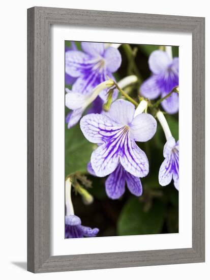 Streptocarpus Bethan Flowers-Jon Stokes-Framed Photographic Print