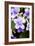 Streptocarpus Bethan Flowers-Jon Stokes-Framed Photographic Print